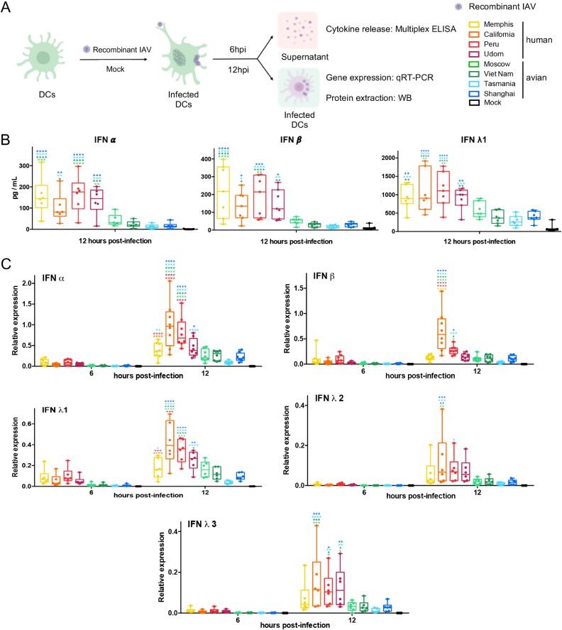 https://cdn.ncbi.nlm.nih.gov/pmc/blobs/8d72/6912104/e2669db1fb27/JVI.00999-19-f0002.jpg
