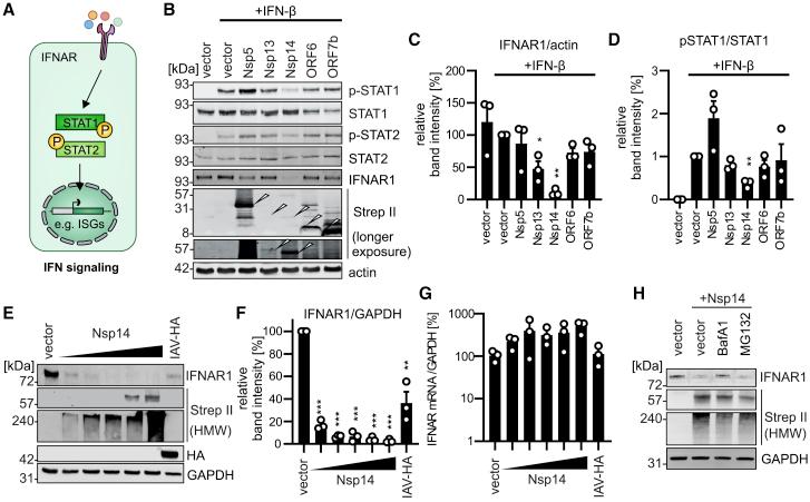 https://cdn.ncbi.nlm.nih.gov/pmc/blobs/8d72/8135129/c7b8c53c07a5/gr2.jpg