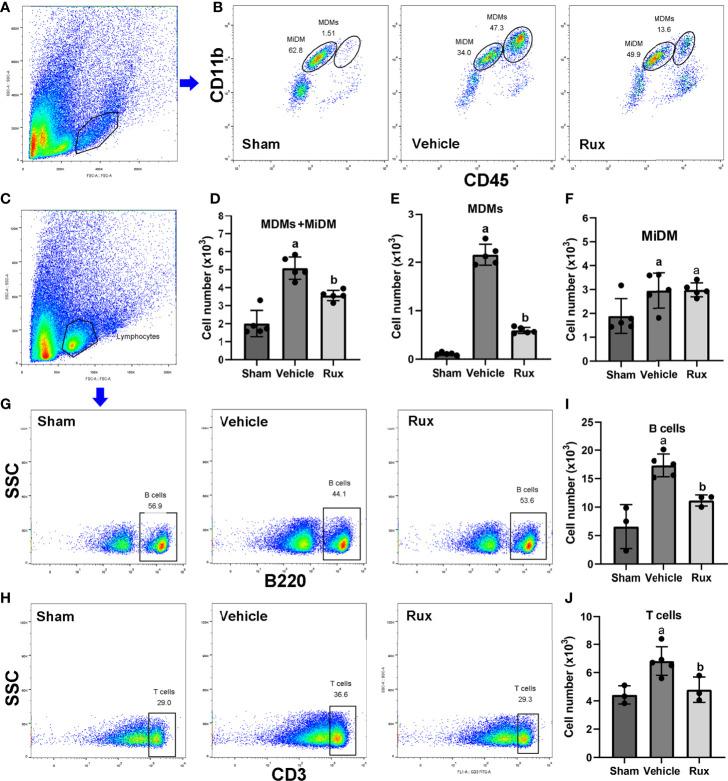 https://cdn.ncbi.nlm.nih.gov/pmc/blobs/8d75/8339584/2490418e2ba1/fimmu-12-714943-g005.jpg