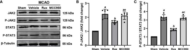 https://cdn.ncbi.nlm.nih.gov/pmc/blobs/8d75/8339584/35e6badf3a1b/fimmu-12-714943-g008.jpg