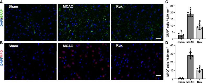 https://cdn.ncbi.nlm.nih.gov/pmc/blobs/8d75/8339584/821d398c34b8/fimmu-12-714943-g006.jpg