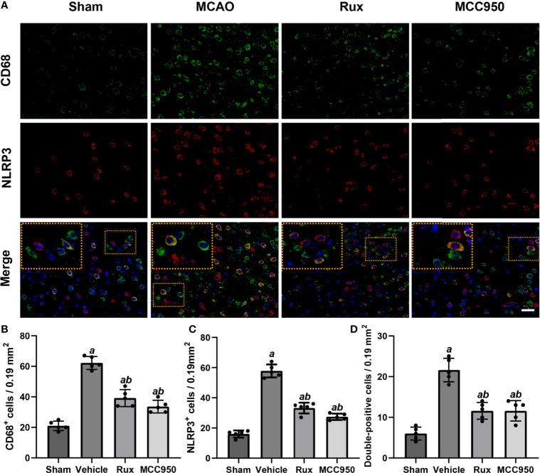 https://cdn.ncbi.nlm.nih.gov/pmc/blobs/8d75/8339584/8c60430c90b4/fimmu-12-714943-g002.jpg