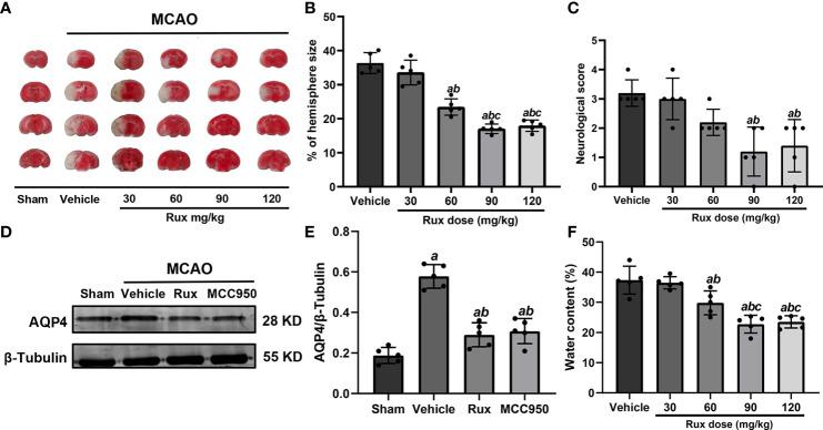 https://cdn.ncbi.nlm.nih.gov/pmc/blobs/8d75/8339584/93b30cda8d33/fimmu-12-714943-g001.jpg