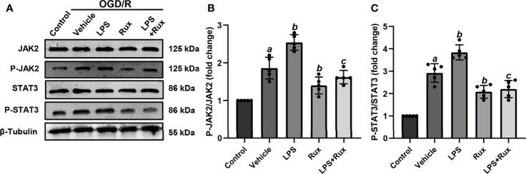 https://cdn.ncbi.nlm.nih.gov/pmc/blobs/8d75/8339584/b9536debb32b/fimmu-12-714943-g011.jpg