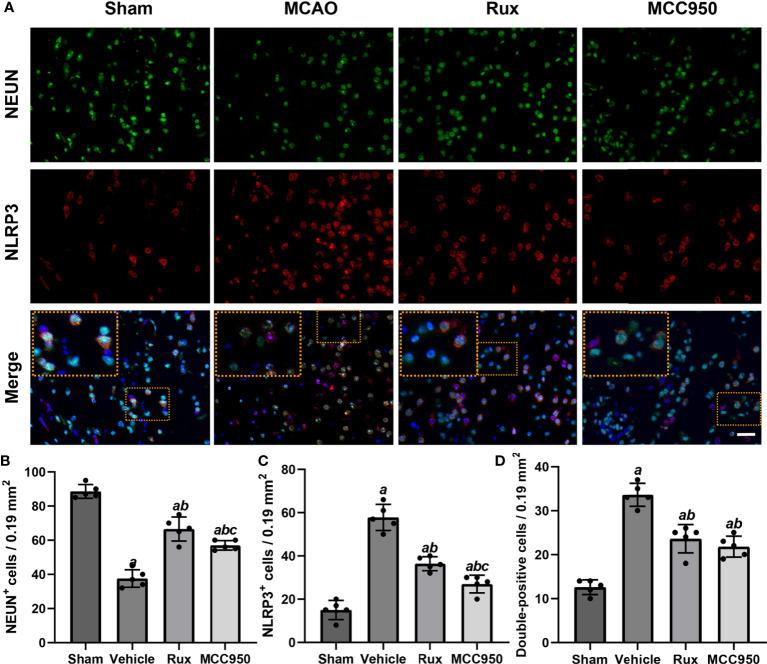https://cdn.ncbi.nlm.nih.gov/pmc/blobs/8d75/8339584/ce2e330ac444/fimmu-12-714943-g003.jpg