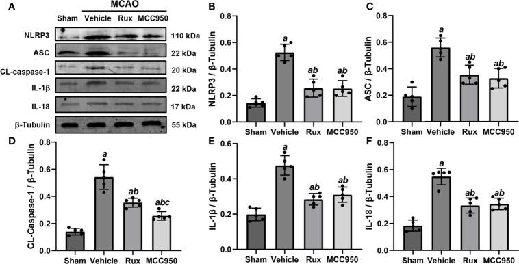 https://cdn.ncbi.nlm.nih.gov/pmc/blobs/8d75/8339584/f75bb2a653ce/fimmu-12-714943-g004.jpg
