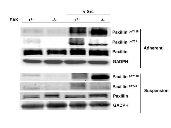 https://cdn.ncbi.nlm.nih.gov/pmc/blobs/8d76/2651180/23d17b9e4512/1471-2407-9-12-4.jpg