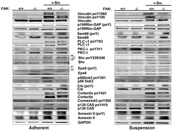 https://cdn.ncbi.nlm.nih.gov/pmc/blobs/8d76/2651180/ac170ee2a4f3/1471-2407-9-12-2.jpg