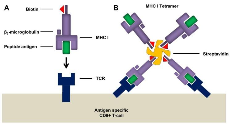 https://cdn.ncbi.nlm.nih.gov/pmc/blobs/8d76/4494351/383feffa7dd0/vaccines-03-00293-g002.jpg