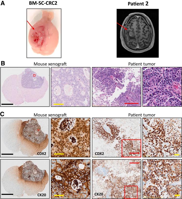 https://cdn.ncbi.nlm.nih.gov/pmc/blobs/8d77/10520365/cfb050d5ce54/gr7.jpg
