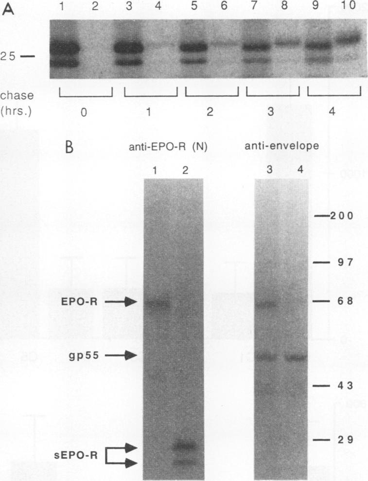 https://cdn.ncbi.nlm.nih.gov/pmc/blobs/8d7a/364508/2a31fc25e1cd/molcellb00029-0057-b.jpg