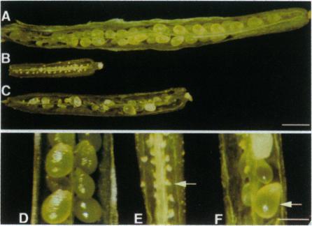 https://cdn.ncbi.nlm.nih.gov/pmc/blobs/8d7a/39243/614e41cb64d5/pnas01512-0157-a.jpg