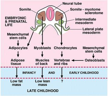 https://cdn.ncbi.nlm.nih.gov/pmc/blobs/8d7a/4888516/12bd02a8f414/13013_2016_63_Fig2_HTML.jpg