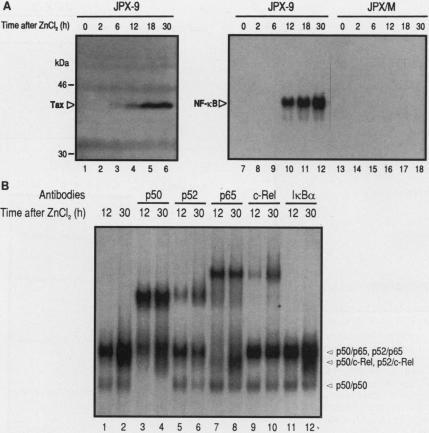 https://cdn.ncbi.nlm.nih.gov/pmc/blobs/8d82/359174/02612b8a6b25/molcellb00010-0049-a.jpg