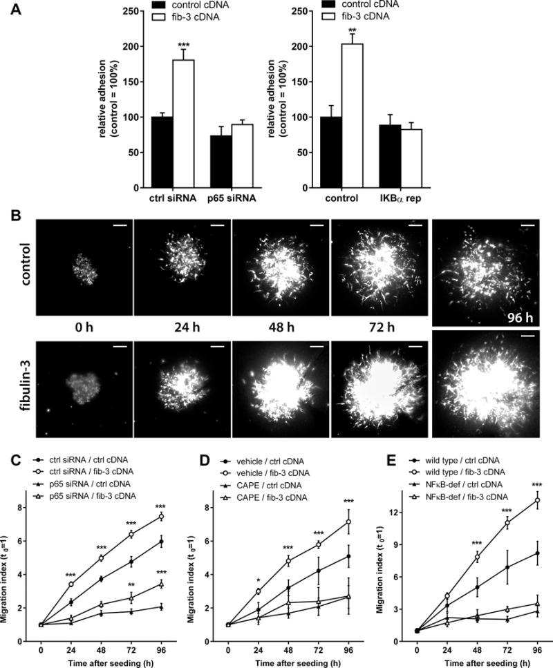 https://cdn.ncbi.nlm.nih.gov/pmc/blobs/8d88/5570669/bc028bb63e6b/nihms857883f4.jpg