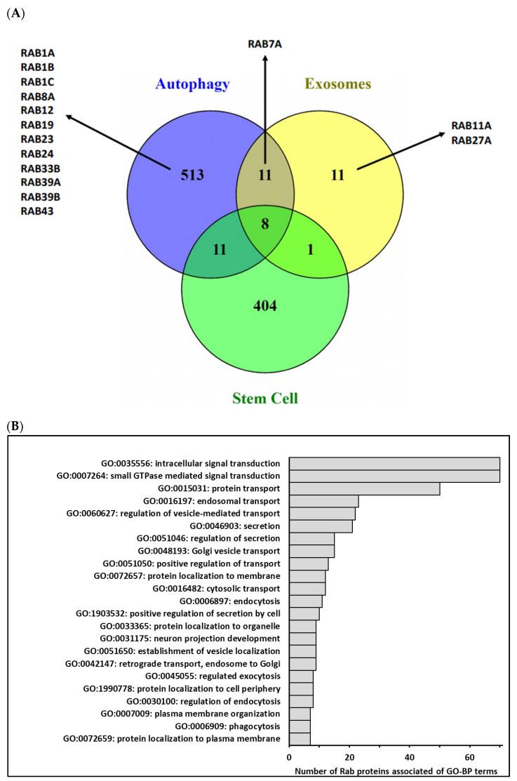 https://cdn.ncbi.nlm.nih.gov/pmc/blobs/8d89/8227744/16de4b3c5172/cells-10-01330-g002.jpg