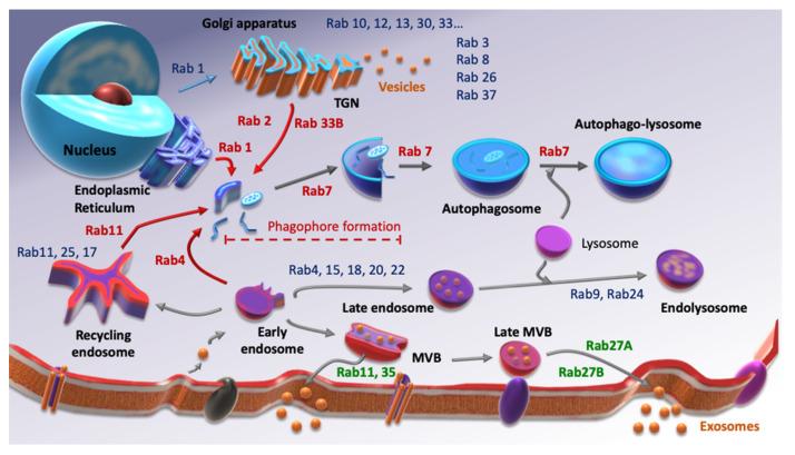 https://cdn.ncbi.nlm.nih.gov/pmc/blobs/8d89/8227744/30a33fd5cd51/cells-10-01330-g001.jpg