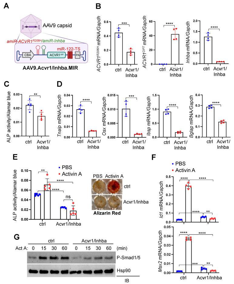 https://cdn.ncbi.nlm.nih.gov/pmc/blobs/8d90/10526456/190e7e4548d6/biomolecules-13-01364-g004.jpg