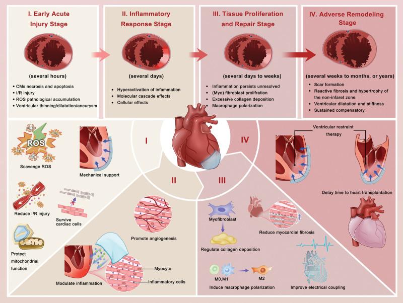 https://cdn.ncbi.nlm.nih.gov/pmc/blobs/8d90/11191561/7785012088f6/cir-149-2002-g002.jpg