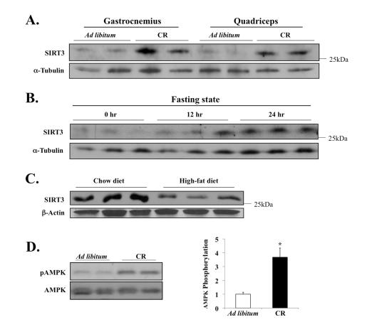 https://cdn.ncbi.nlm.nih.gov/pmc/blobs/8d91/2815736/653d49c16b3c/aging-01-771-g003.jpg