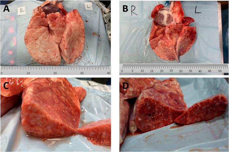 https://cdn.ncbi.nlm.nih.gov/pmc/blobs/8d91/9354663/fee014cd32f8/fphys-13-927507-g002.jpg