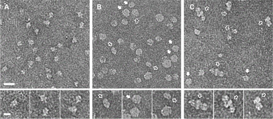 https://cdn.ncbi.nlm.nih.gov/pmc/blobs/8d98/5603210/51de39a1bfca/nihms843765f2.jpg