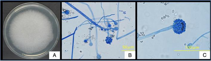 https://cdn.ncbi.nlm.nih.gov/pmc/blobs/8d9d/10022292/f8a8ee13057b/12890_2023_2382_Fig2_HTML.jpg