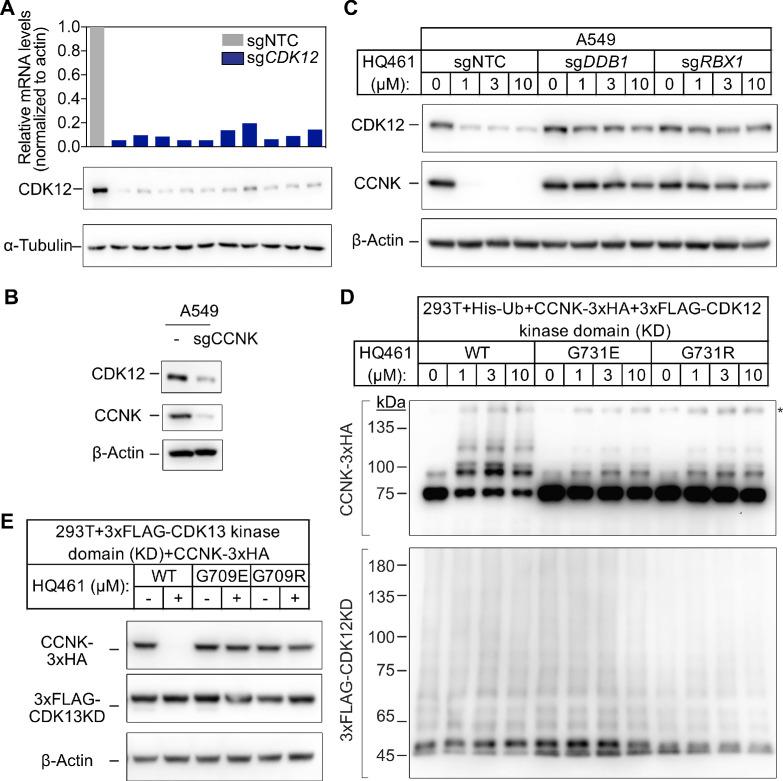 https://cdn.ncbi.nlm.nih.gov/pmc/blobs/8d9d/7462607/80dd37fb2850/elife-59994-fig3-figsupp1.jpg