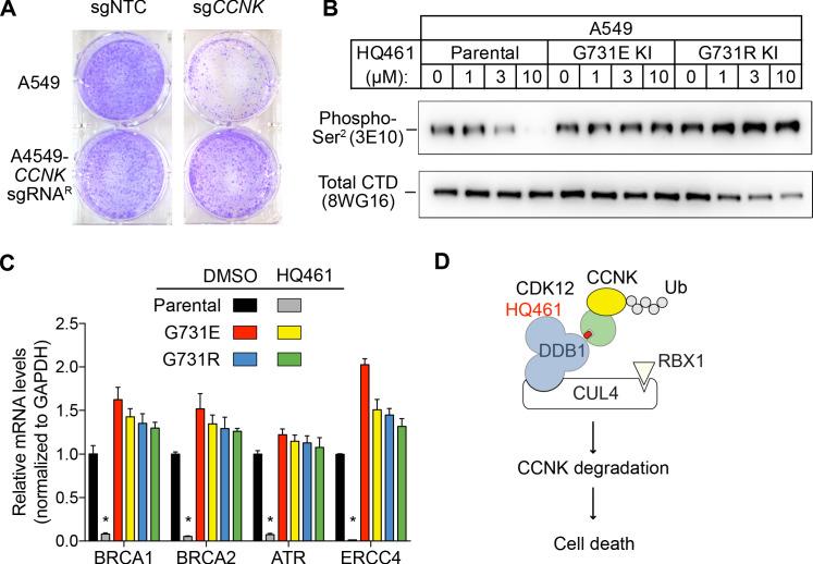 https://cdn.ncbi.nlm.nih.gov/pmc/blobs/8d9d/7462607/b0132bcf5220/elife-59994-fig7.jpg