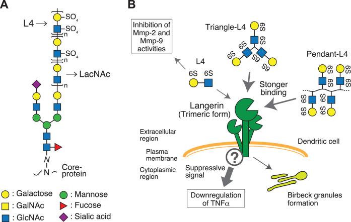 https://cdn.ncbi.nlm.nih.gov/pmc/blobs/8d9f/7924997/8f2e1c27cedc/BST-49-1-441-g0003.jpg