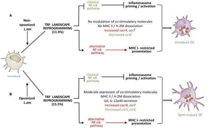 https://cdn.ncbi.nlm.nih.gov/pmc/blobs/8da4/7295916/cde595e5b59e/fimmu-11-01098-g0008.jpg