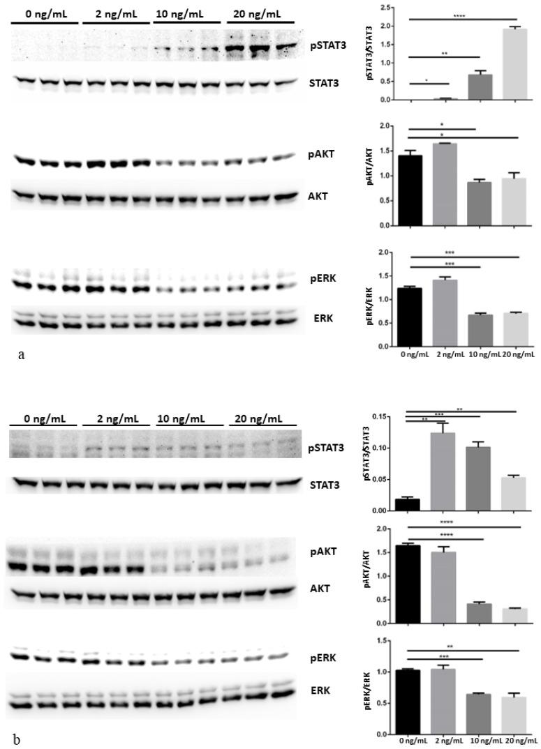 https://cdn.ncbi.nlm.nih.gov/pmc/blobs/8da6/9739171/e0e69db4a813/cancers-14-05917-g003.jpg