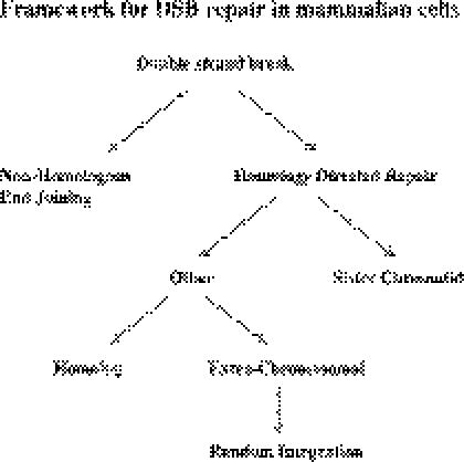 https://cdn.ncbi.nlm.nih.gov/pmc/blobs/8dac/1270952/0b49c336a6c8/gki912s1.jpg