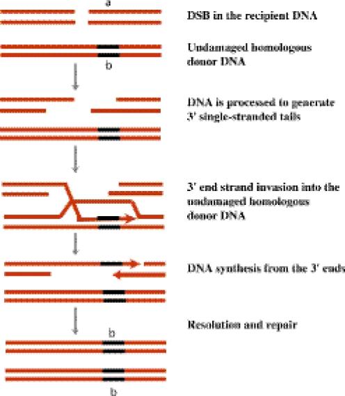 https://cdn.ncbi.nlm.nih.gov/pmc/blobs/8dac/1270952/3f67d7312005/gki912f6.jpg