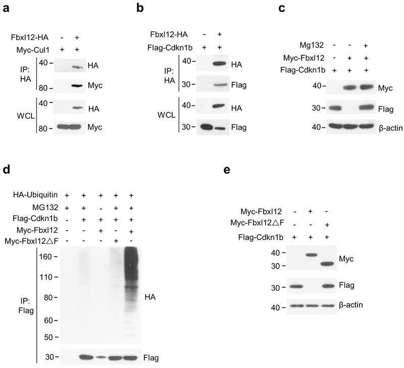 https://cdn.ncbi.nlm.nih.gov/pmc/blobs/8dad/6754294/a15d308502e0/nihms-1534916-f0001.jpg