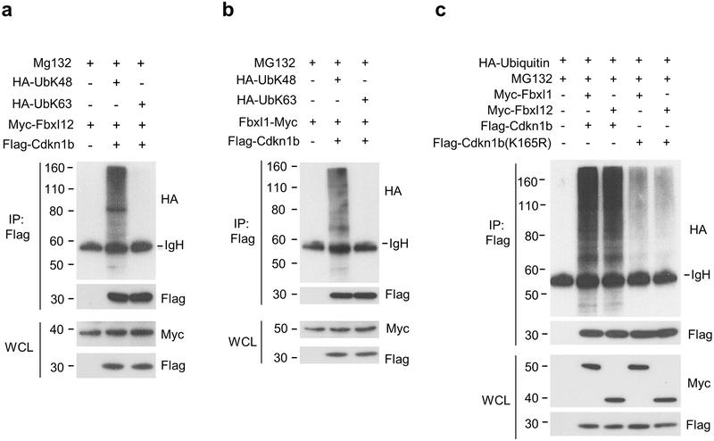 https://cdn.ncbi.nlm.nih.gov/pmc/blobs/8dad/6754294/e62cc383f678/nihms-1534916-f0005.jpg
