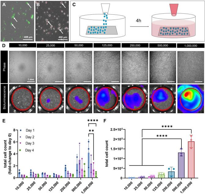 https://cdn.ncbi.nlm.nih.gov/pmc/blobs/8daf/11658981/0a06f47aed01/fbioe-12-1407729-g004.jpg