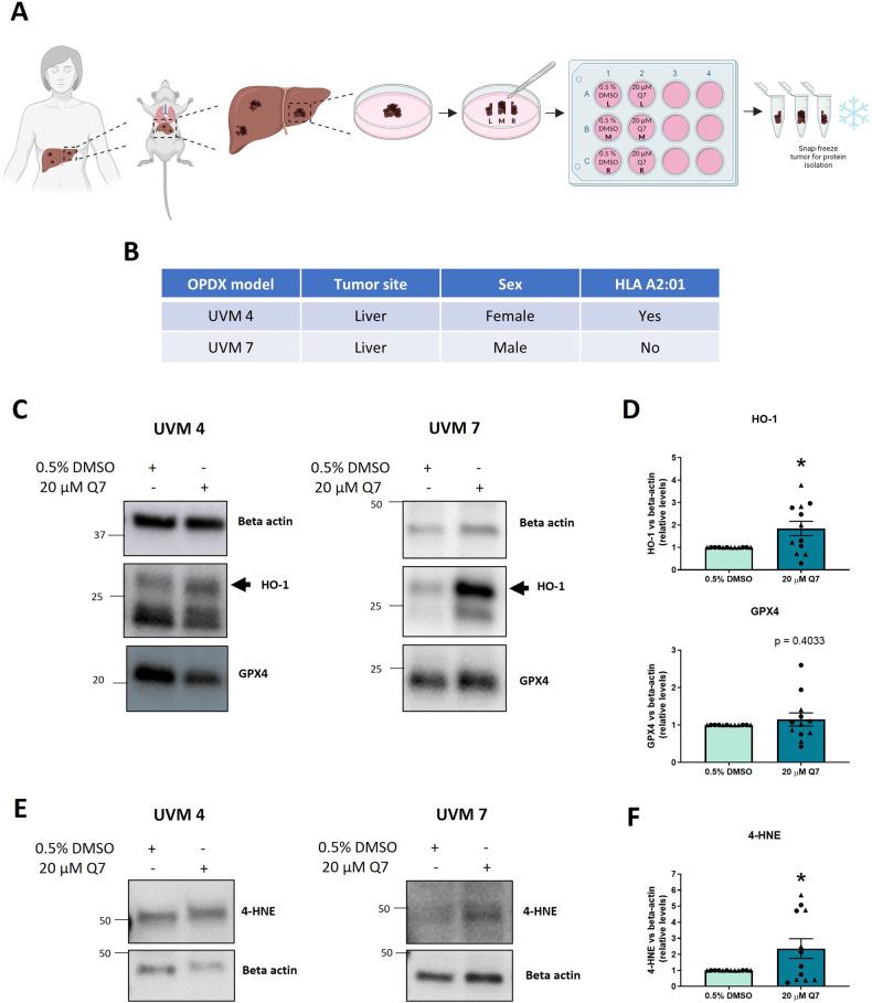 https://cdn.ncbi.nlm.nih.gov/pmc/blobs/8db3/10858877/39be53d1dede/41420_2023_1773_Fig5_HTML.jpg