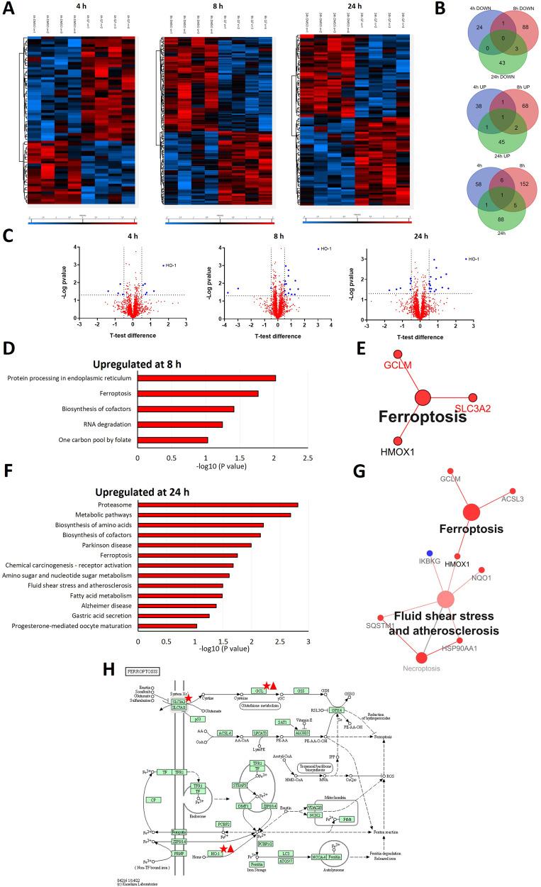 https://cdn.ncbi.nlm.nih.gov/pmc/blobs/8db3/10858877/7d0df239365f/41420_2023_1773_Fig1_HTML.jpg