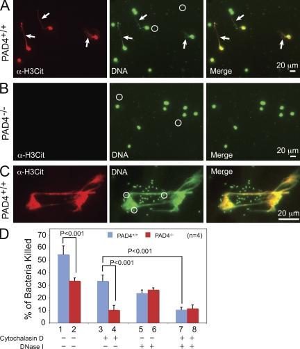 https://cdn.ncbi.nlm.nih.gov/pmc/blobs/8dc0/2931169/aca85c936e5a/JEM_20100239_RGB_Fig3.jpg