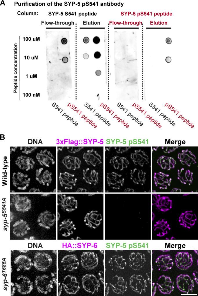 https://cdn.ncbi.nlm.nih.gov/pmc/blobs/8dc1/11648704/4235c24c8b24/jcb_202408092_figs1.jpg