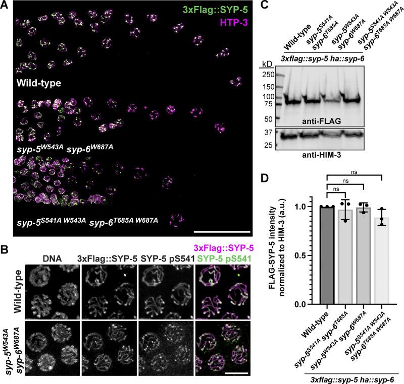 https://cdn.ncbi.nlm.nih.gov/pmc/blobs/8dc1/11648704/b6a8706986c3/jcb_202408092_figs5.jpg