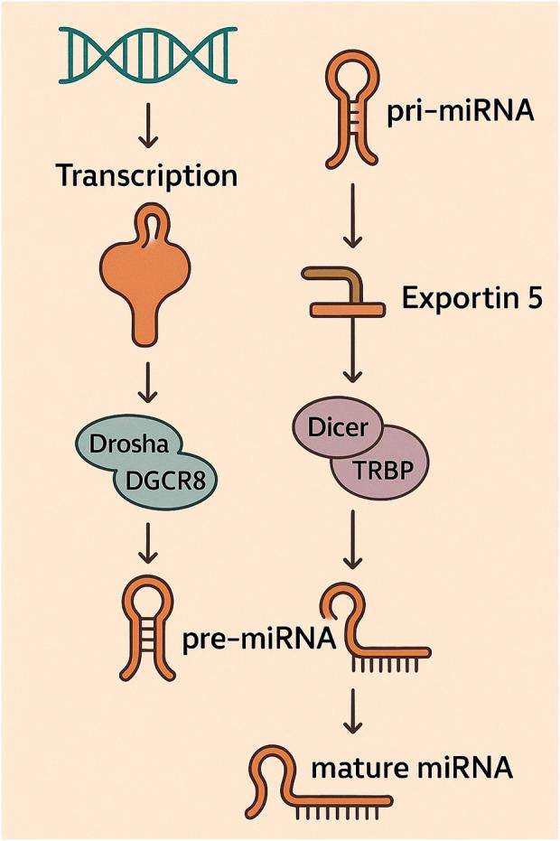 https://cdn.ncbi.nlm.nih.gov/pmc/blobs/8dc1/12358497/0687ad14d76f/fcell-13-1639123-g002.jpg