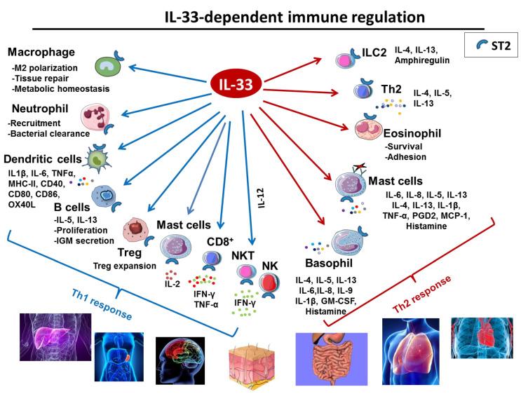 https://cdn.ncbi.nlm.nih.gov/pmc/blobs/8dc2/9658244/5be90e7e53af/ijms-23-13457-g002.jpg