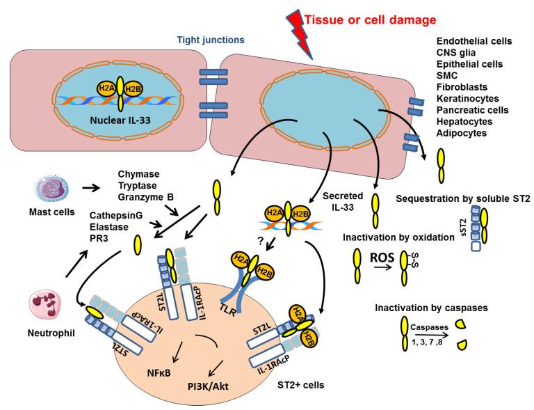 https://cdn.ncbi.nlm.nih.gov/pmc/blobs/8dc2/9658244/7854767b0640/ijms-23-13457-g001.jpg