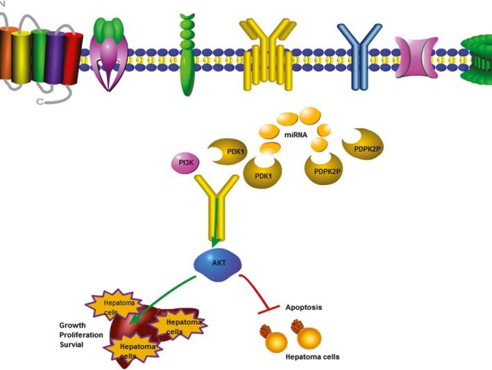 https://cdn.ncbi.nlm.nih.gov/pmc/blobs/8dc3/6763783/5c2750532400/MOL2-13-2246-g006.jpg