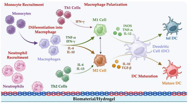 https://cdn.ncbi.nlm.nih.gov/pmc/blobs/8dc4/11764567/9dfb330d8a34/gels-11-00007-g002.jpg