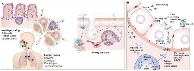 https://cdn.ncbi.nlm.nih.gov/pmc/blobs/8dc4/11764567/bfccc454cddb/gels-11-00007-g003.jpg