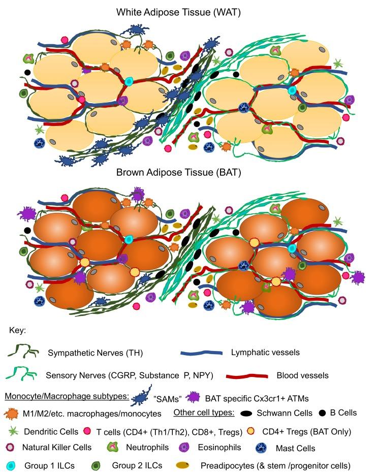 https://cdn.ncbi.nlm.nih.gov/pmc/blobs/8dc4/6466238/fe36ce3c52e6/biology-08-00010-g001.jpg