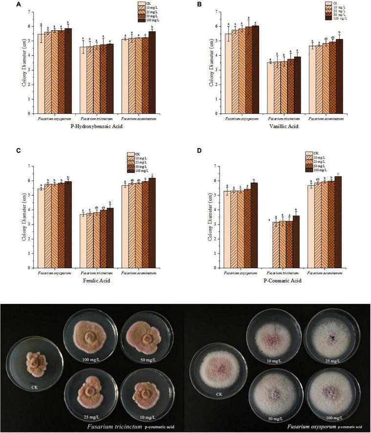 https://cdn.ncbi.nlm.nih.gov/pmc/blobs/8dc5/9069006/3e6681cfdda2/fmicb-13-833968-g005.jpg